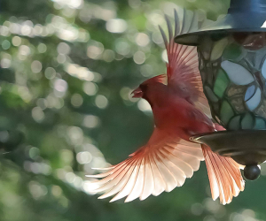 Backlit Cardinal