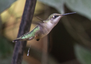 Hummingbird Poop