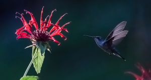 Hummingbird Beebalm