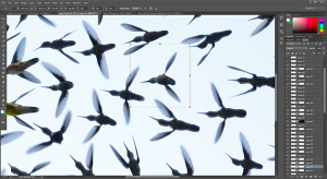 Photoshop Layers Hummingbirds